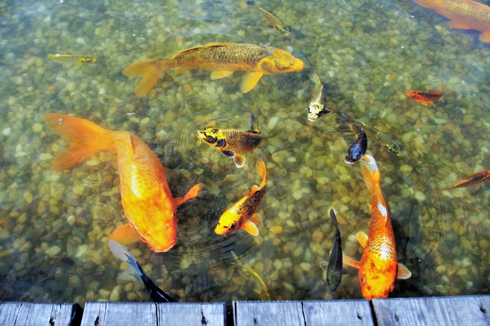 Sony SLT-A58 sample photo. Fish, goldfish, koi photography
