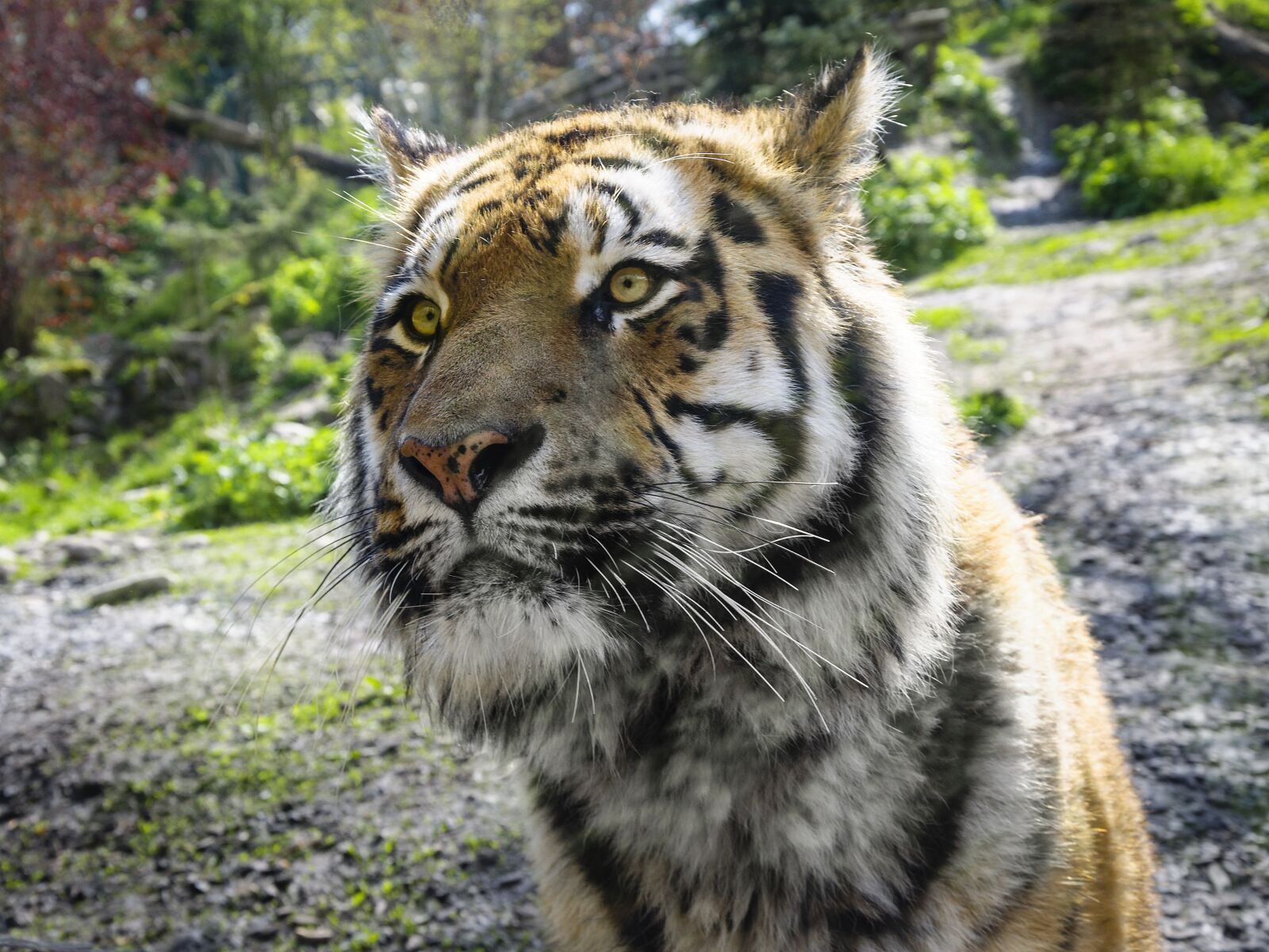 Nikon D5000 sample photo. Tiger, zoo, predator photography