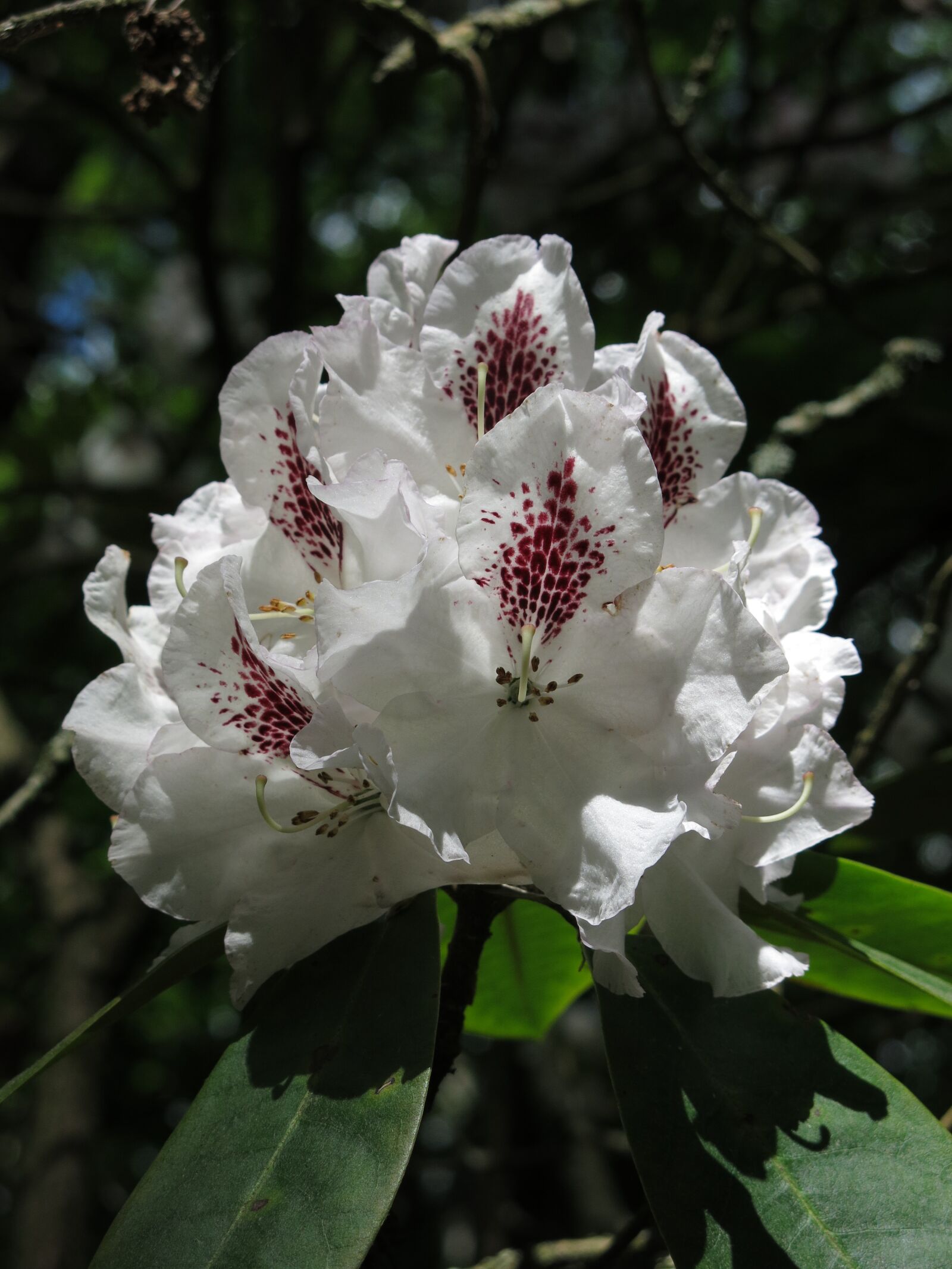 Canon PowerShot G15 sample photo. Rhododendron, white, blossom photography