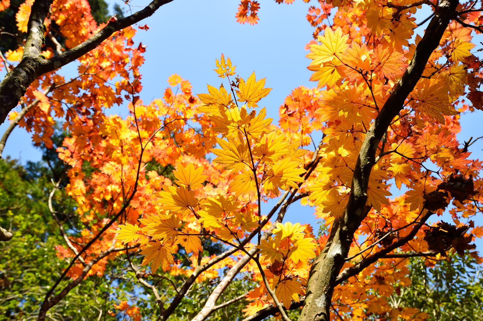 Nikon Df sample photo. Japan, autumn, autumnal leaves photography