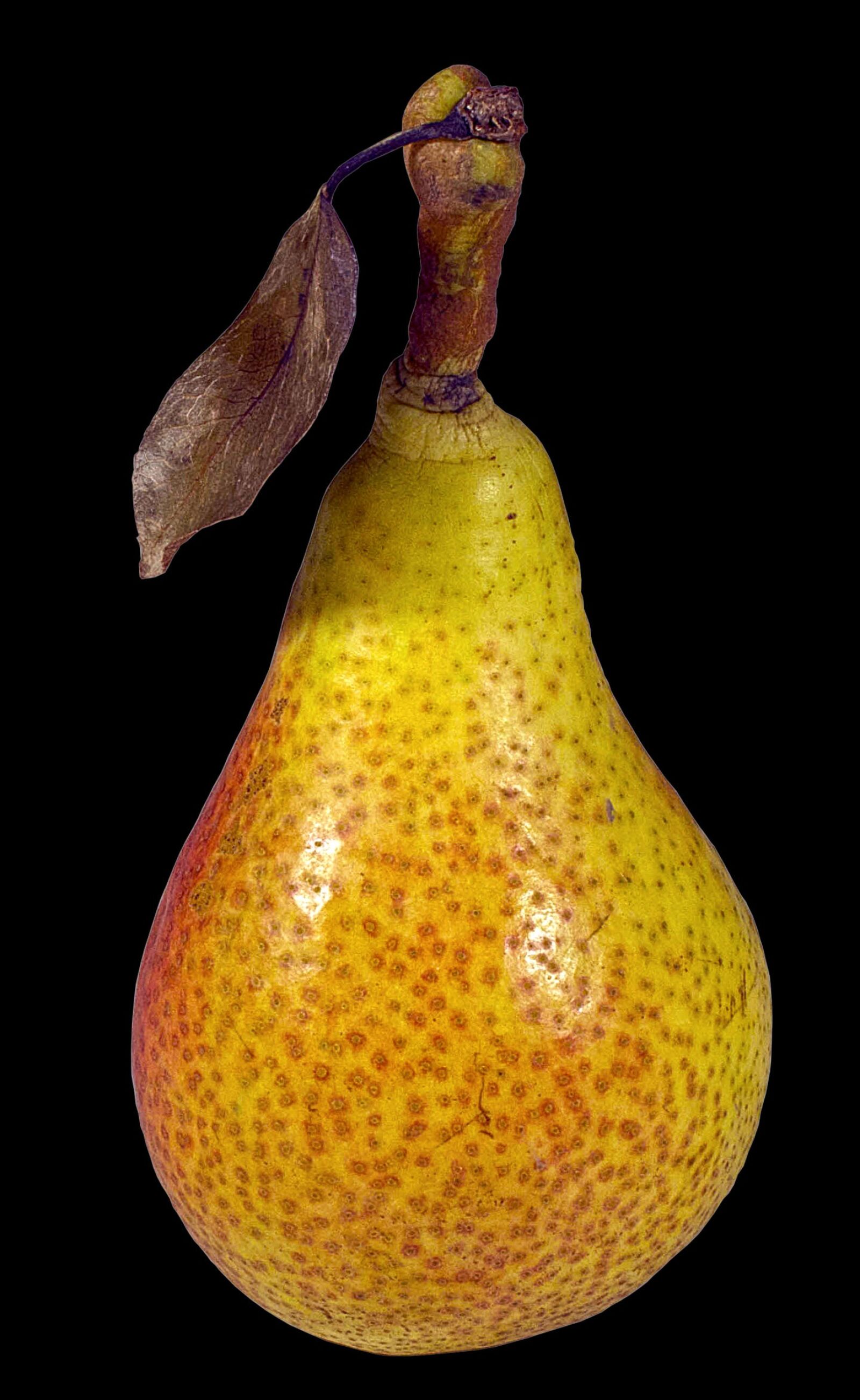 Canon PowerShot G12 sample photo. Pear, williams christ, dessert photography