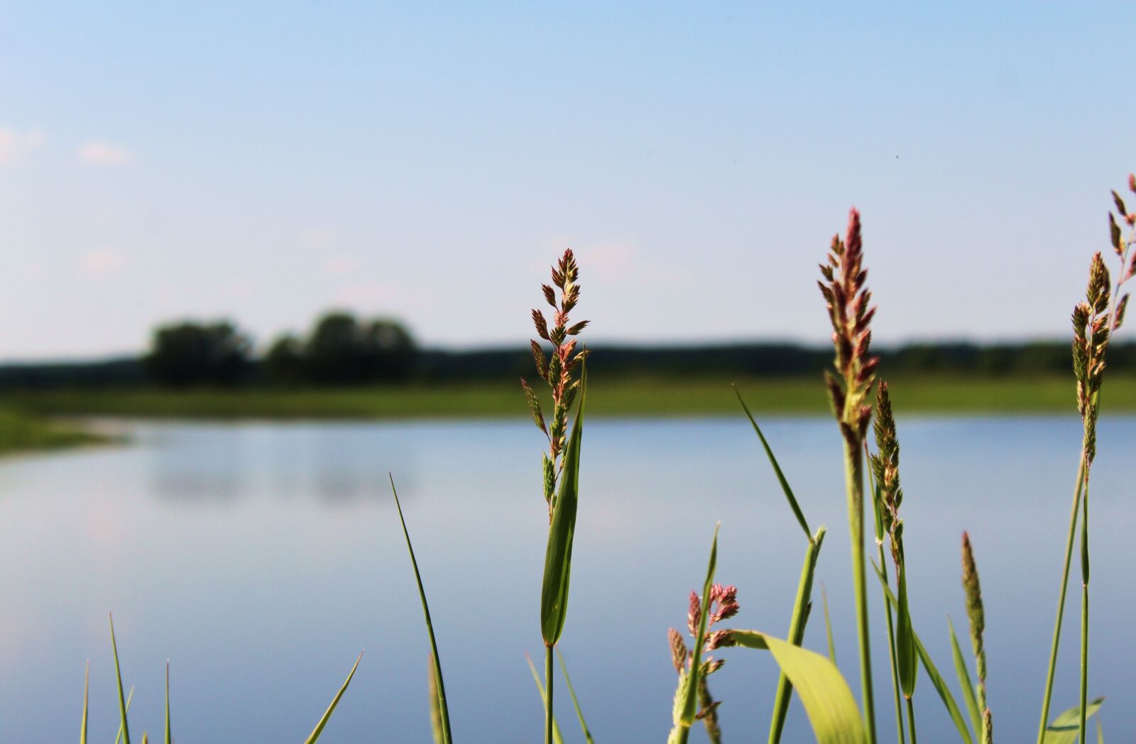 Canon EOS 1300D (EOS Rebel T6 / EOS Kiss X80) sample photo. Grass, lake, pond photography