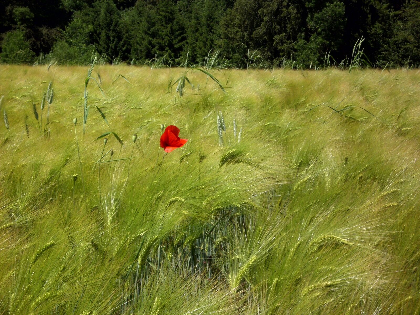 MEDION MD 86497 sample photo. Landscape, nature, cereals photography