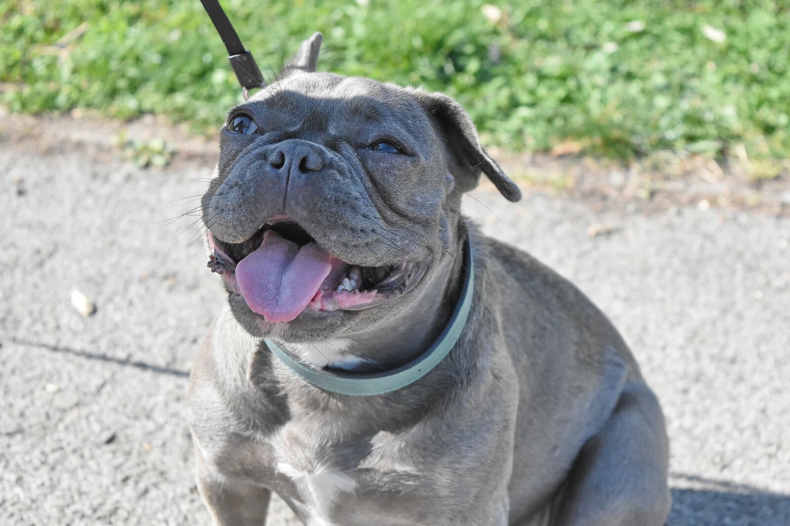 Nikon D5500 sample photo. Grey, head, portrait, sit photography