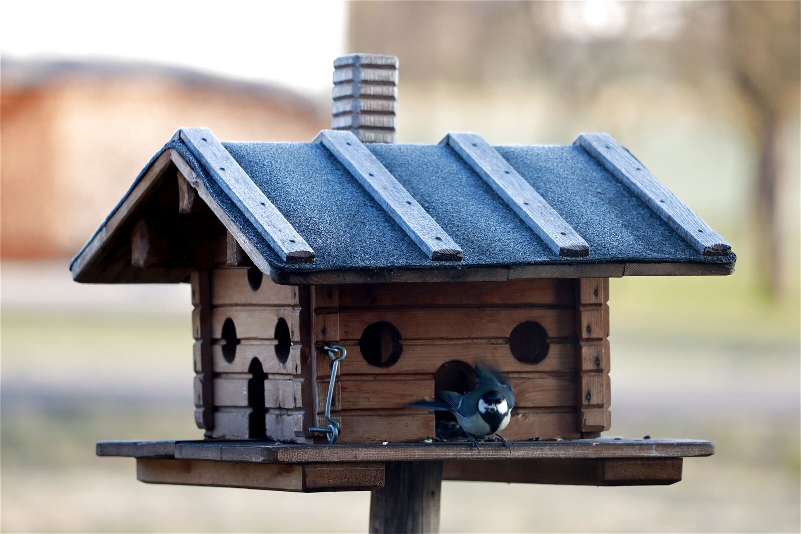 Canon EOS R sample photo. Bird feeder, feeding, feed photography