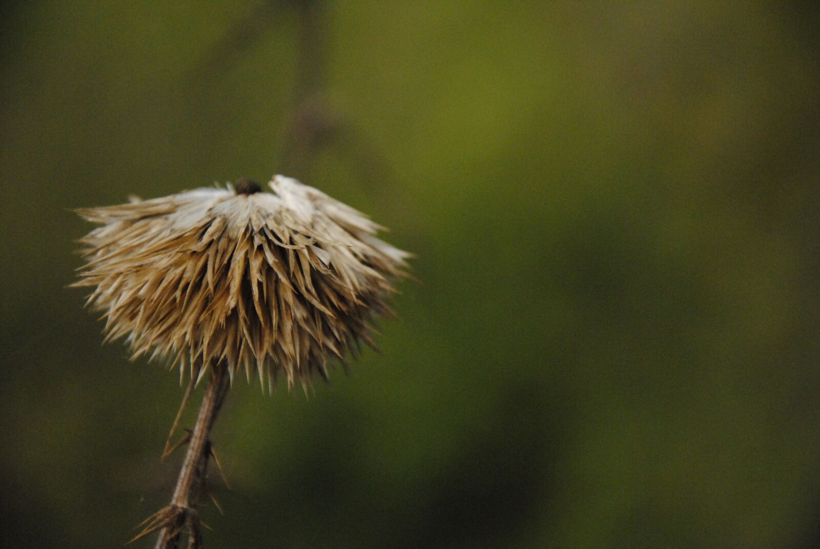 Nikon D3000 sample photo. Nature, green, brown photography