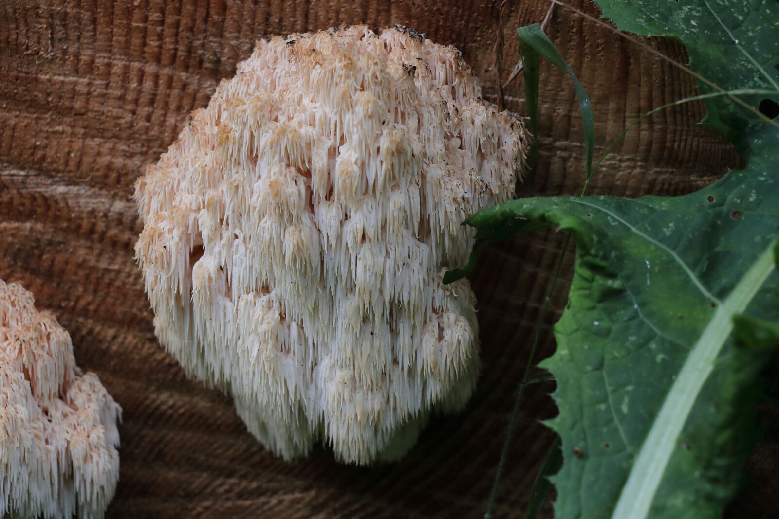 Canon EOS 80D sample photo. Mushroom, tree fungus, aestiger photography