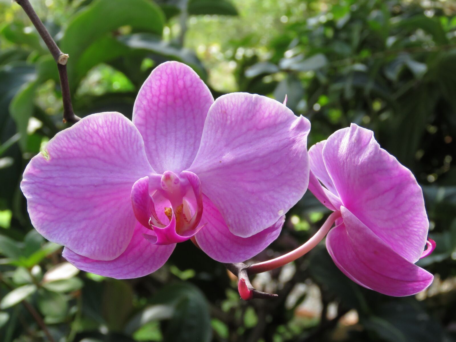 Canon PowerShot SX60 HS sample photo. Flower, flora, nature photography