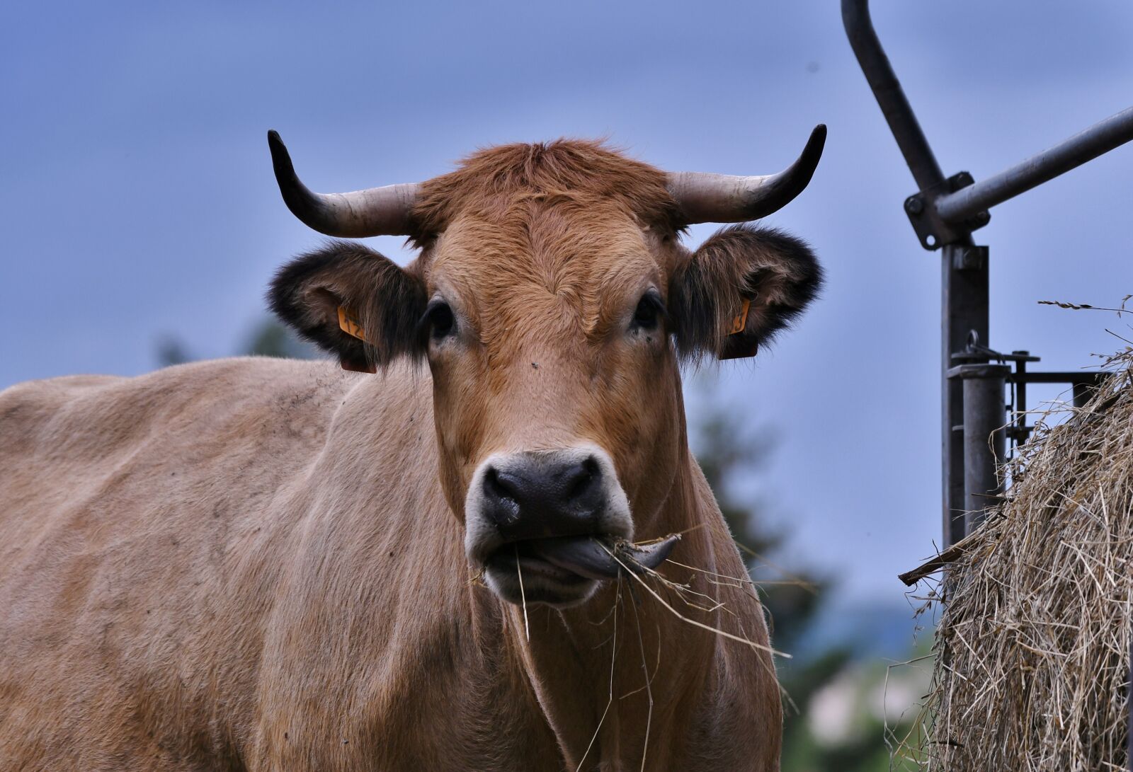 Nikon D500 sample photo. Cow, herkauwer, horns photography