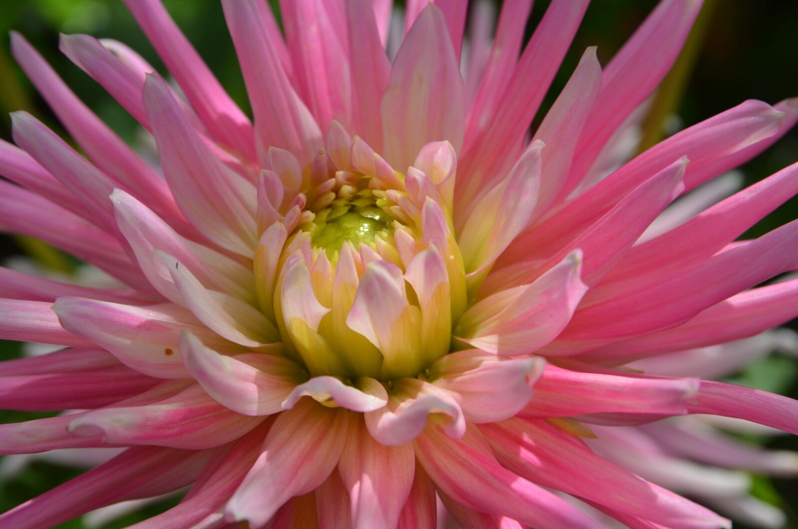 Nikon D7000 sample photo. Dahlia, flower, flora photography