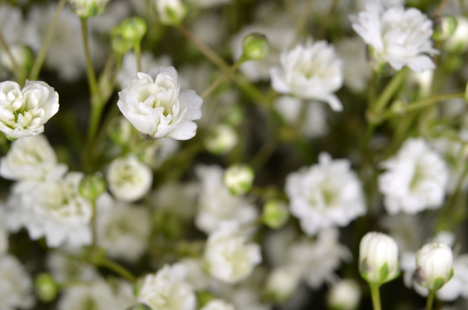 Nikon D5100 sample photo. Gypsophila, floristry, flower photography