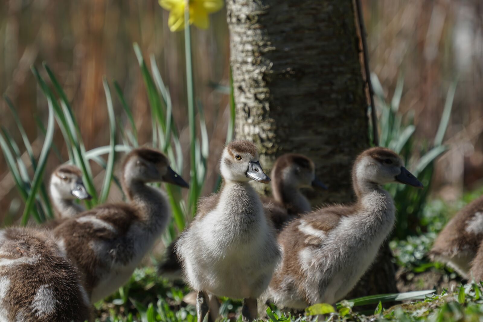 Sony a6500 sample photo. Ducklings, duck family, easter photography