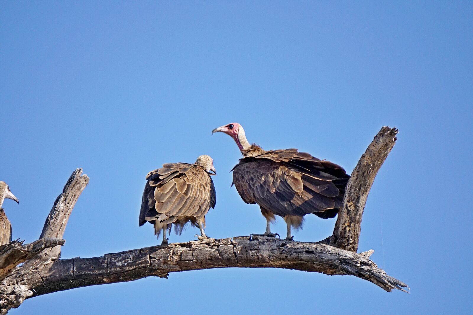 Sony E 55-210mm F4.5-6.3 OSS sample photo. Chobe national park, botswana photography