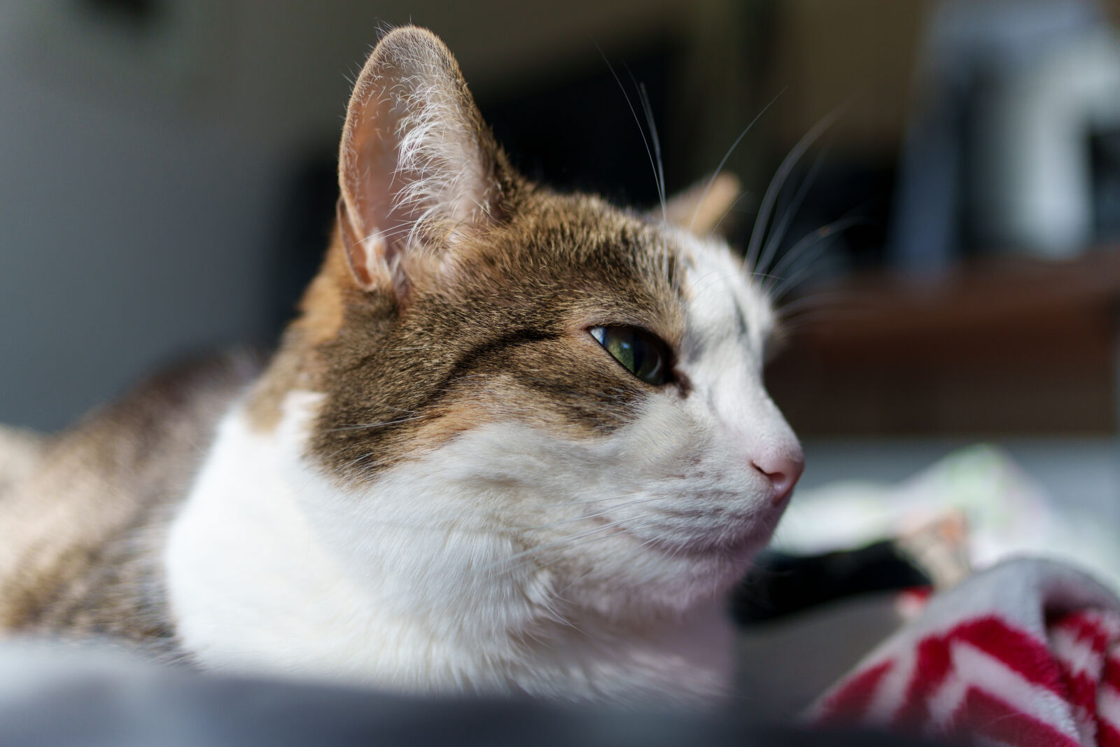 Sigma 23mm F1.4 DC DN | C sample photo. Morning cat photography