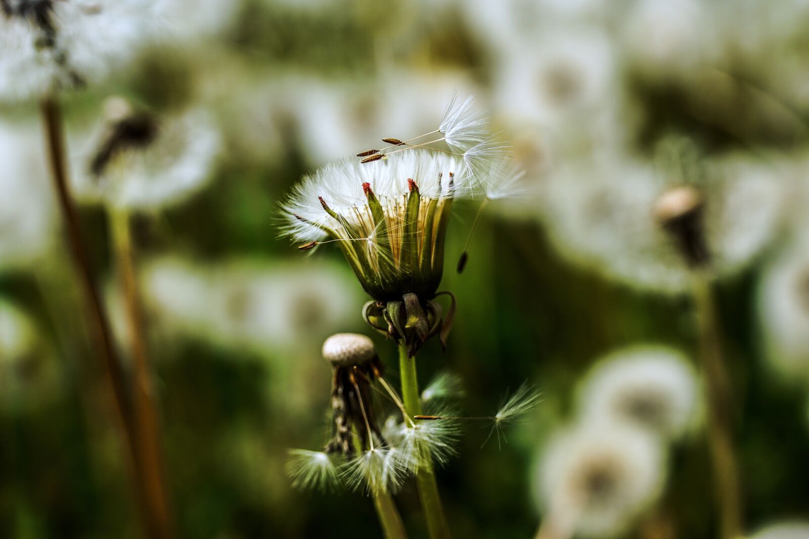 Sony ILCA-77M2 + 35mm F1.4 sample photo. Dandelion, seeds, close up photography