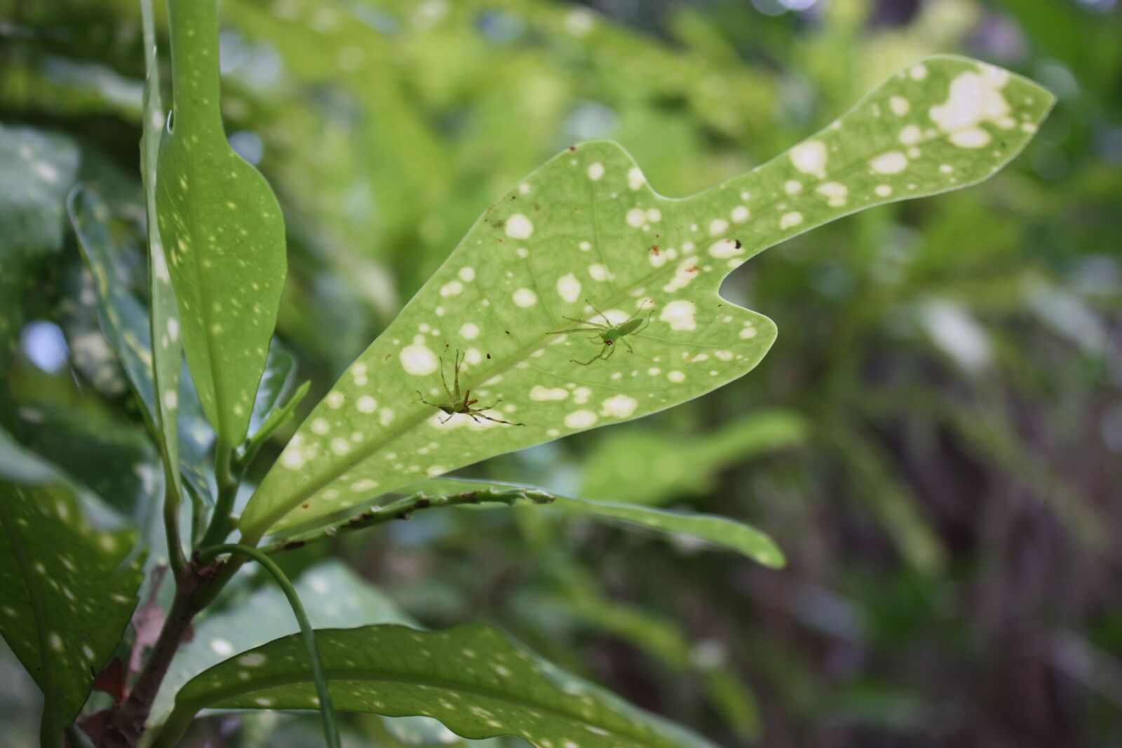 Canon EOS 450D (EOS Rebel XSi / EOS Kiss X2) sample photo. Spiders, variegated leaf, arachnid photography