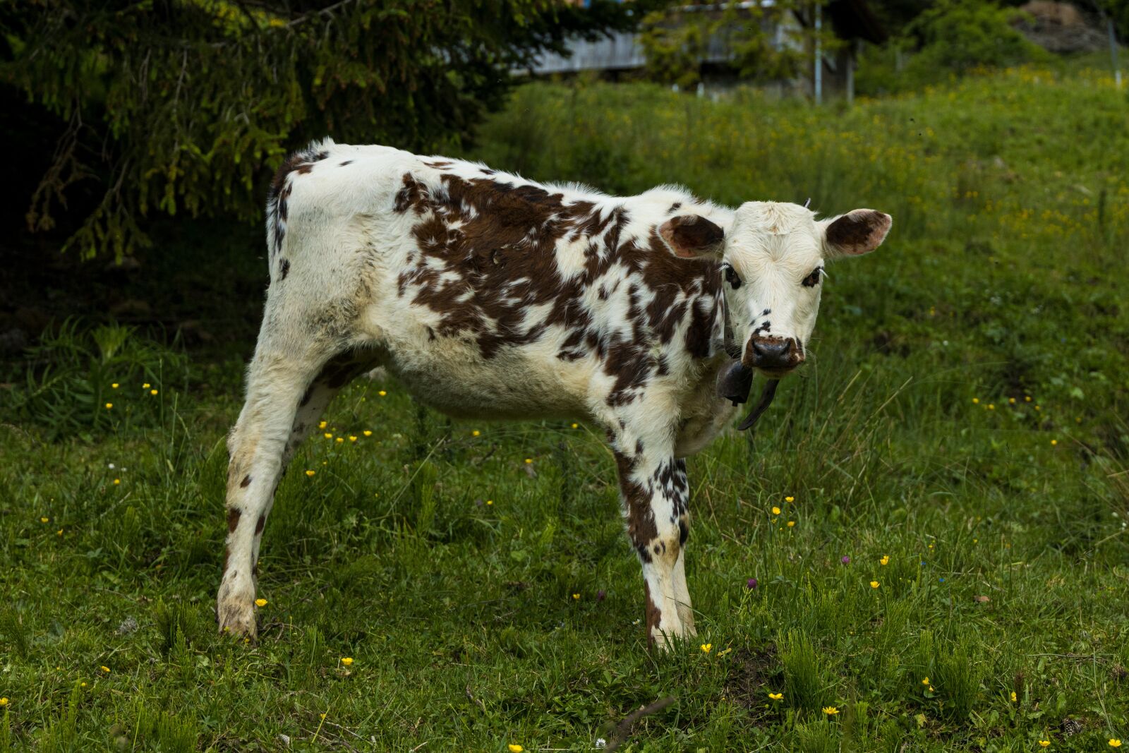 Canon EOS R sample photo. Calf, cattle, agriculture photography