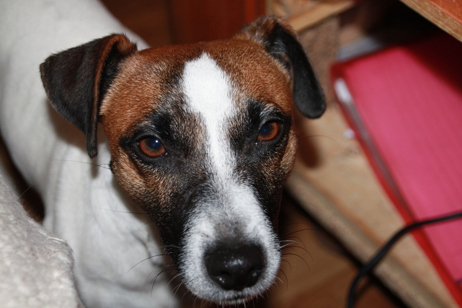 Canon EOS 450D (EOS Rebel XSi / EOS Kiss X2) sample photo. Dog, terrier, portrait photography