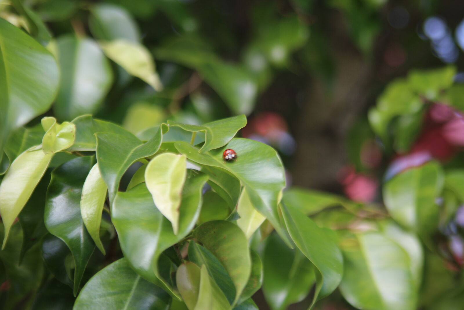 Canon EF 28-105mm F4.0-5.6 USM sample photo. Ladybug, leaves, nature, photography photography