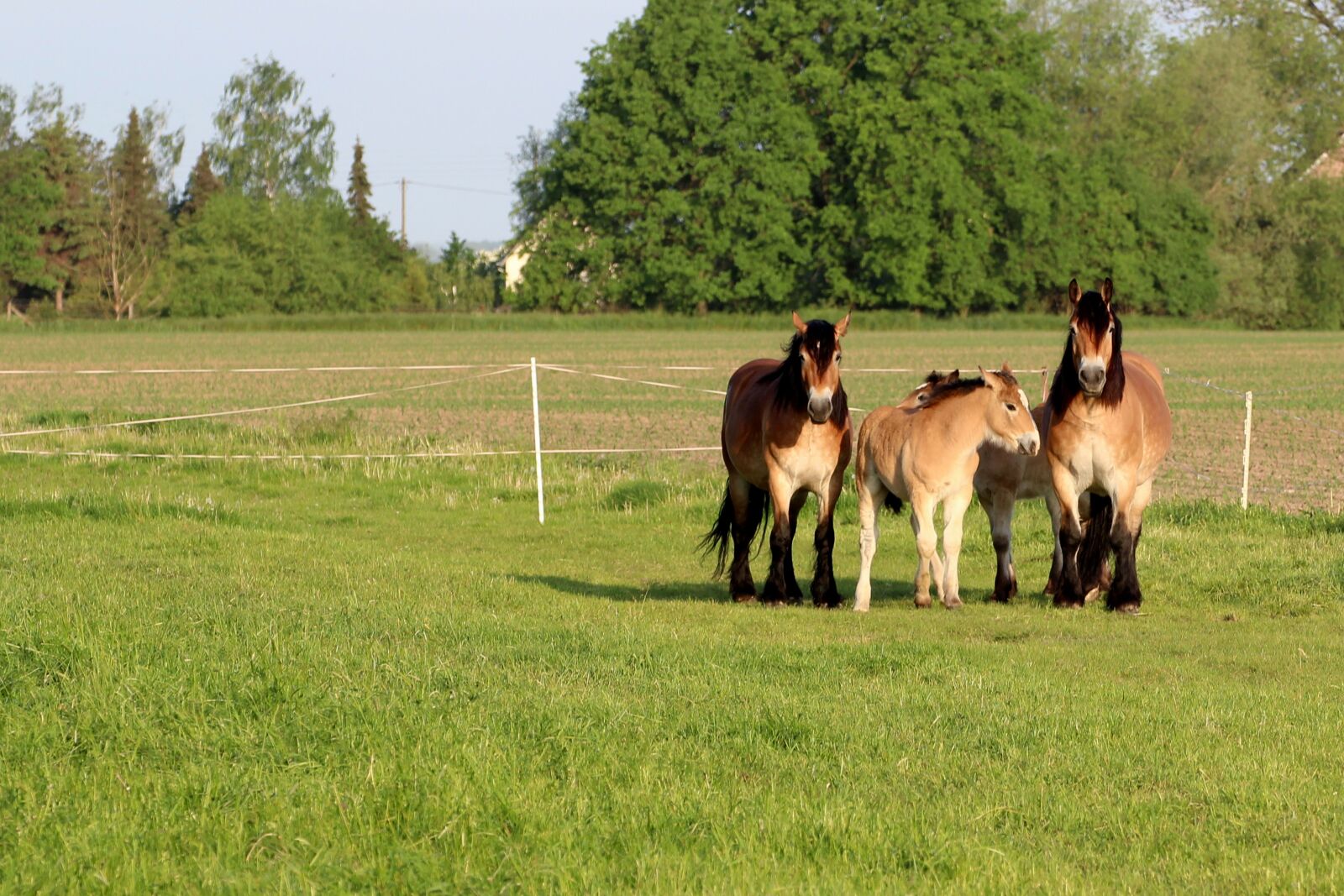 Canon EOS 1200D (EOS Rebel T5 / EOS Kiss X70 / EOS Hi) sample photo. Horses, mares, foal photography