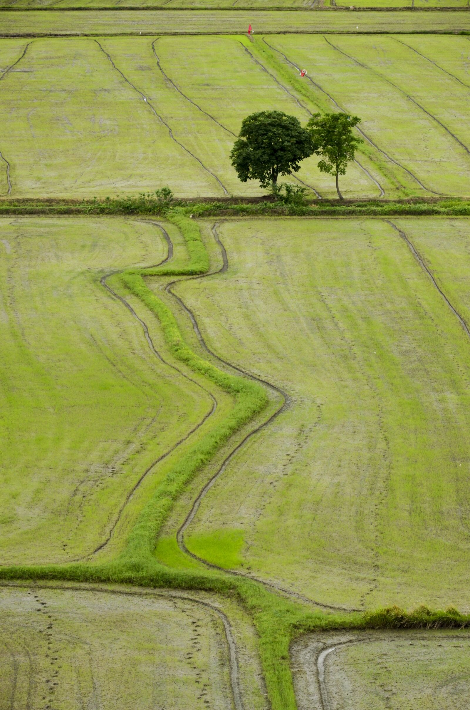Nikon D7000 sample photo. Field, rice, nature photography