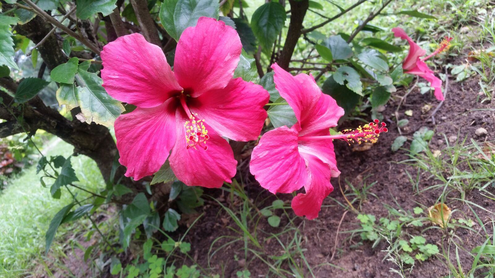 Samsung Galaxy S5 sample photo. Nature, hibiscus, plant photography