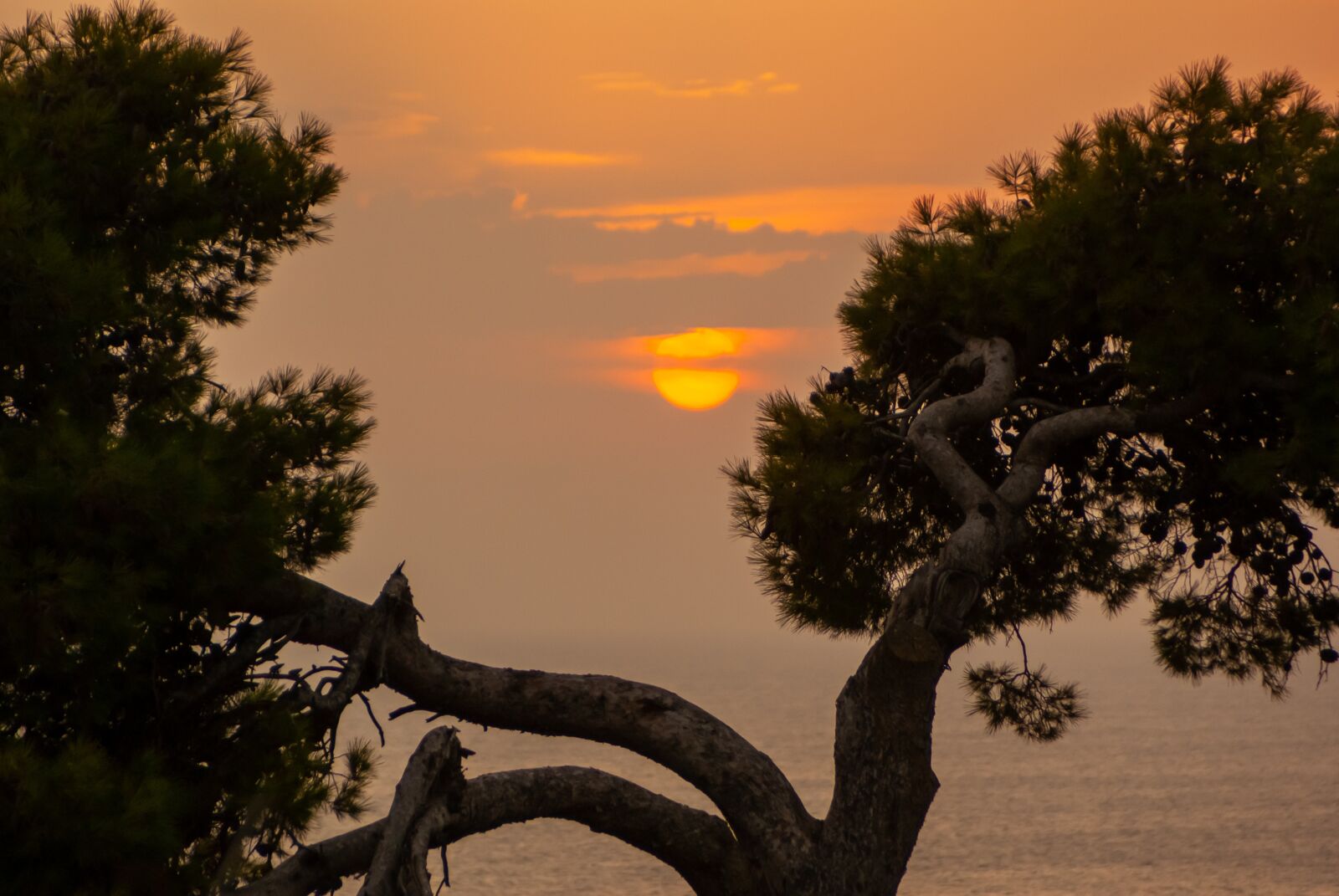 Sony Alpha DSLR-A200 sample photo. Tree, sunset, landscape photography