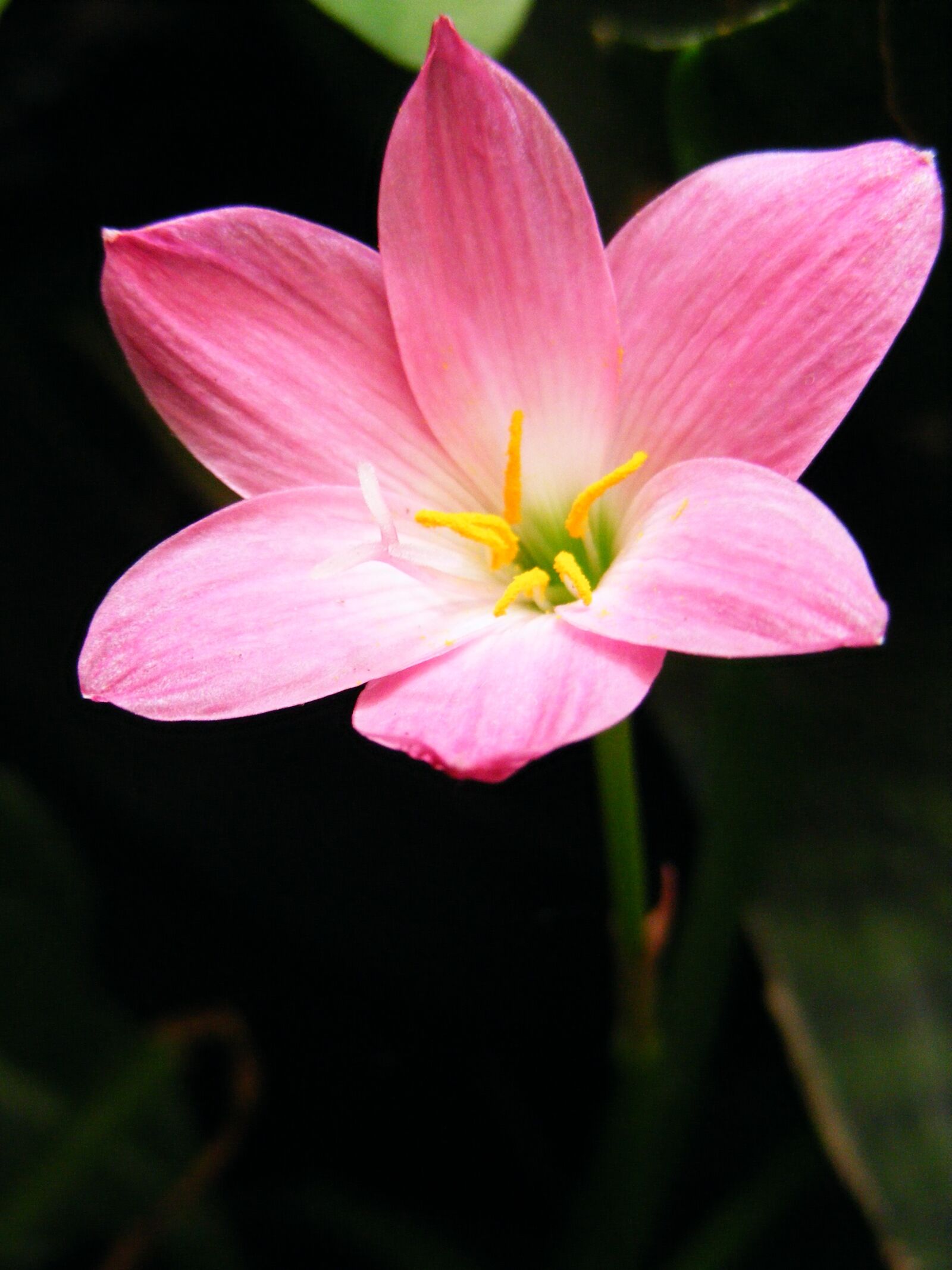Fujifilm FinePix S5700 S700 sample photo. Flower, bunga, pink photography