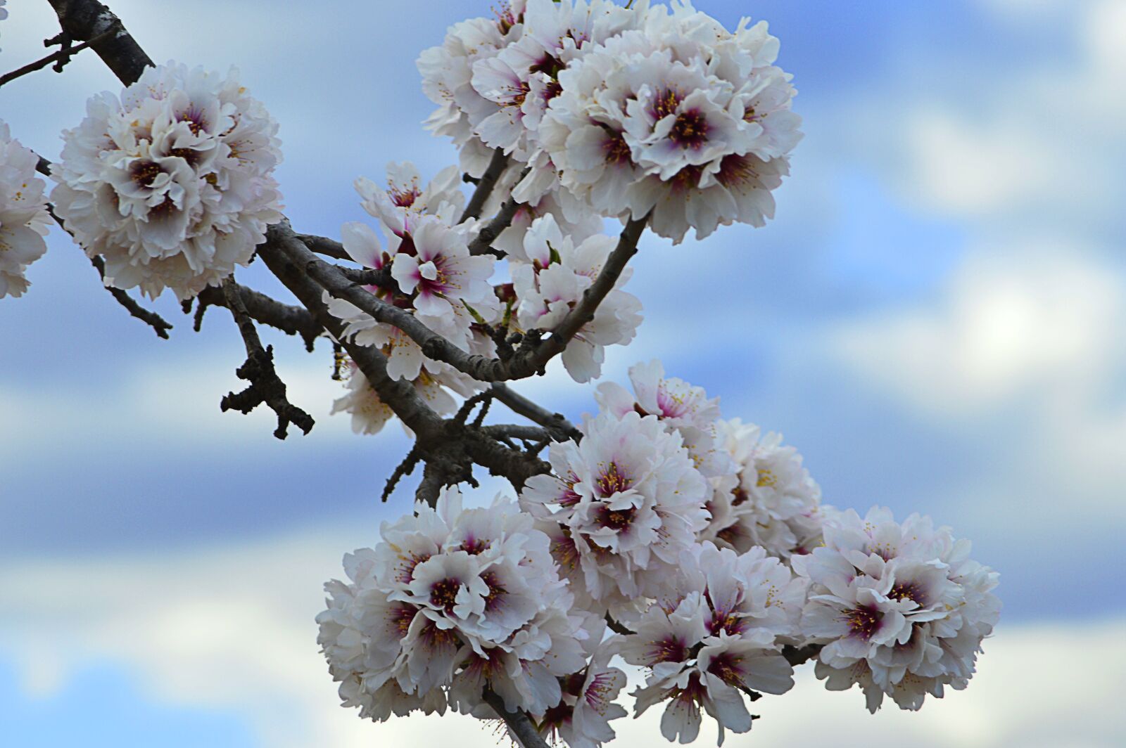 Nikon D3200 sample photo. Almond tree in blossom photography