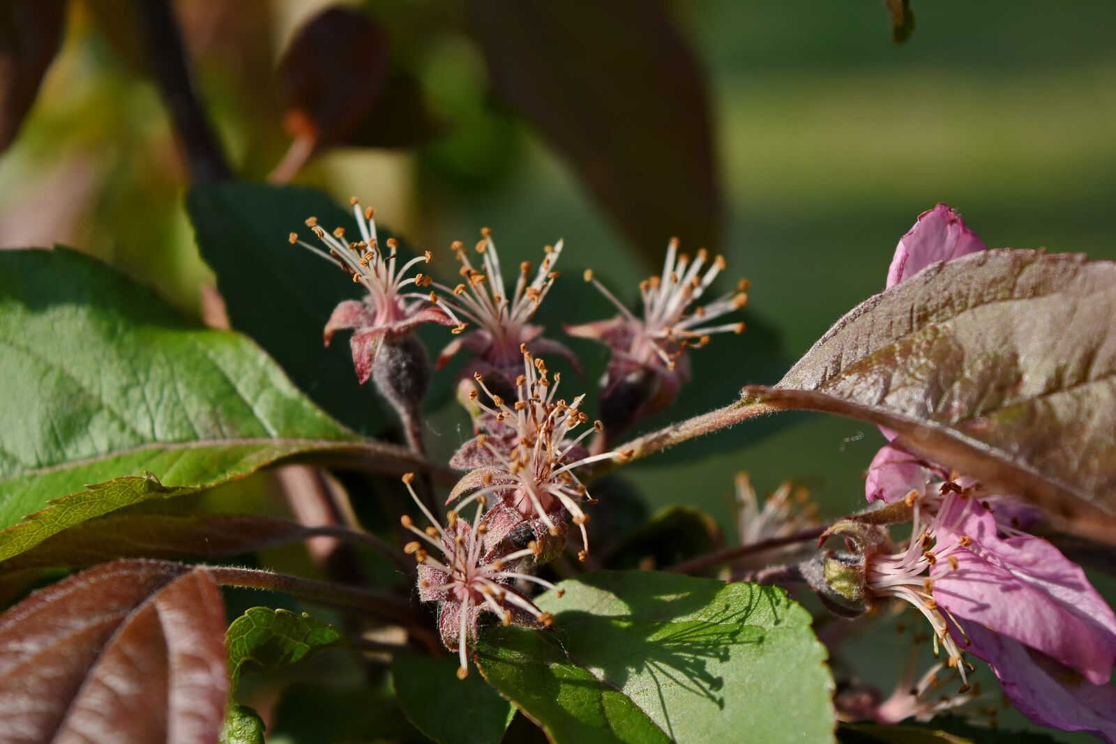 Nikon D5500 sample photo. Flora, plant, tree, flower photography