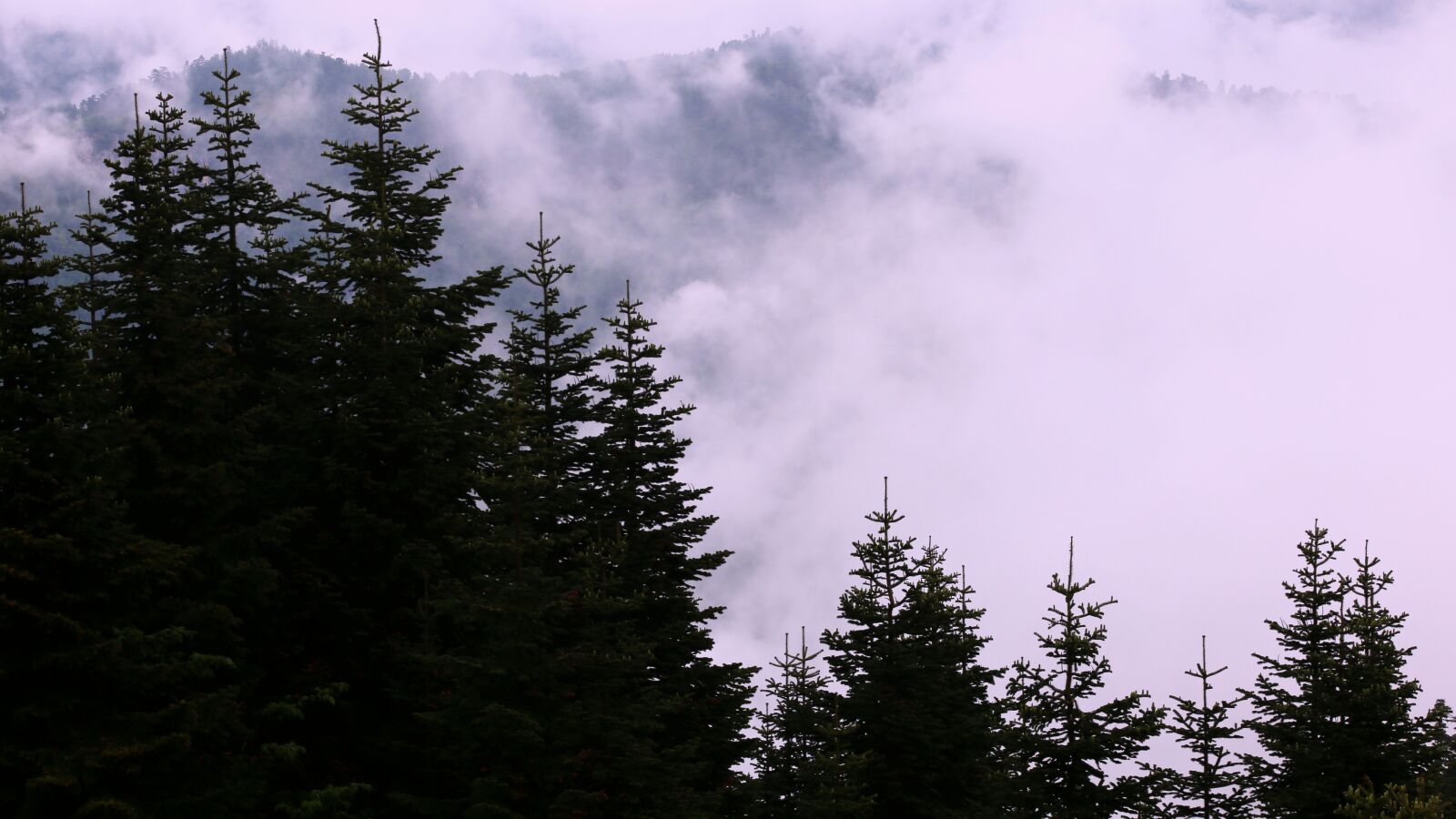 Canon EOS 6D sample photo. Forest, nature, tree photography