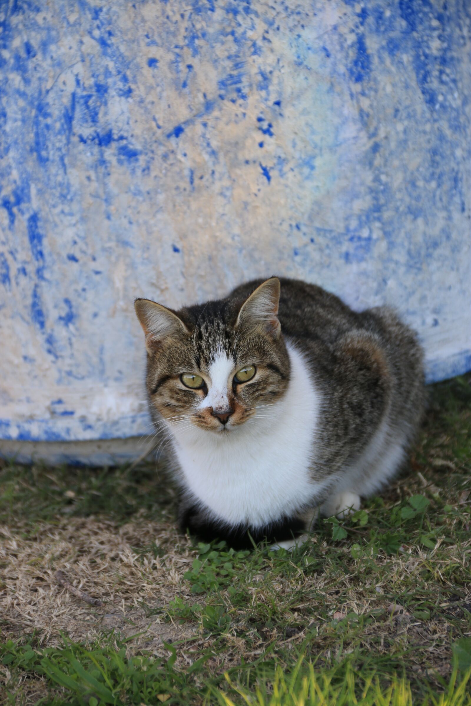Canon EF-S 18-135mm F3.5-5.6 IS sample photo. Cat, animal, animal portrait photography