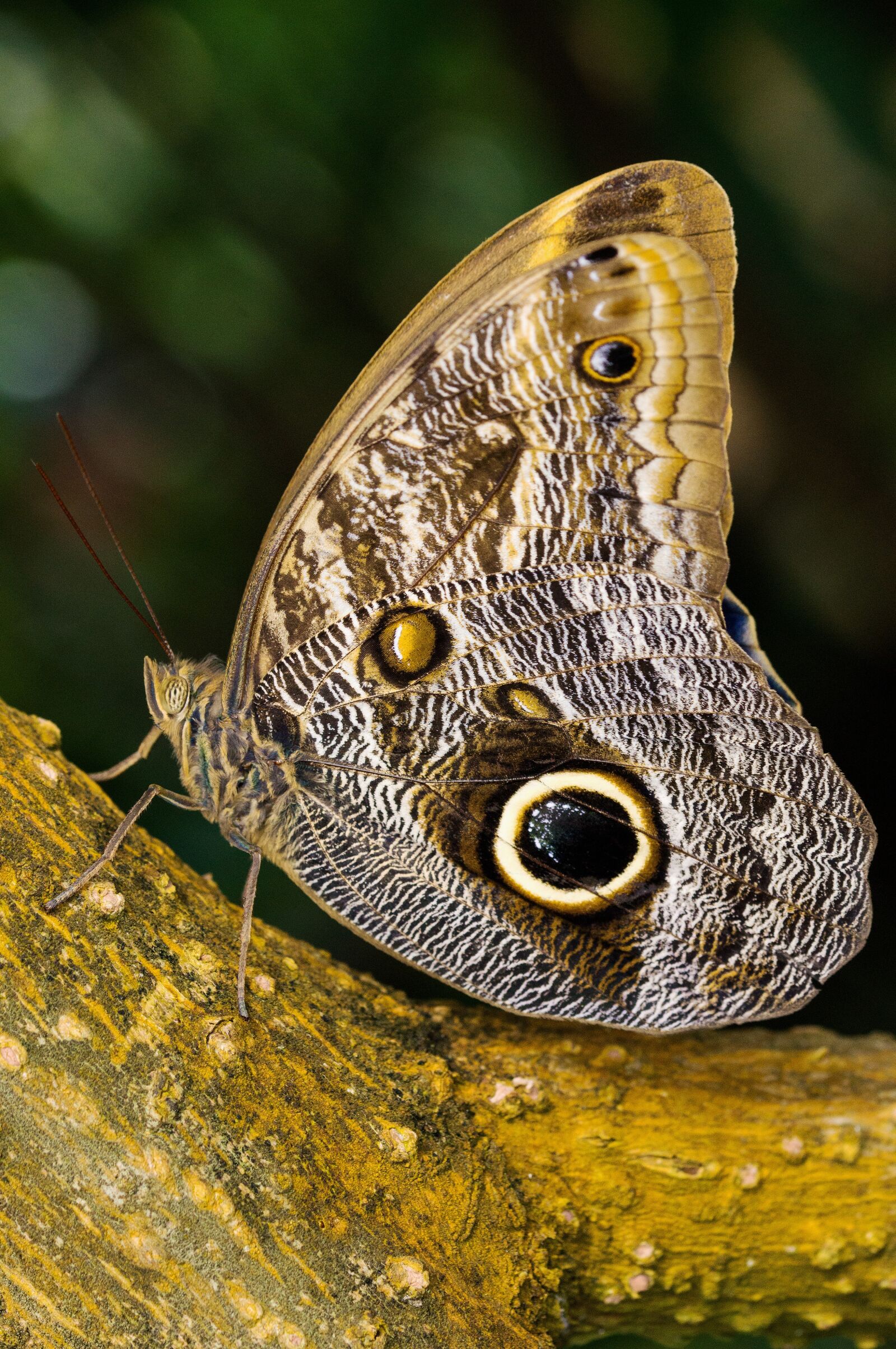 Sony SLT-A57 + 105mm F2.8 sample photo. Nymphalidae, edelfalter, owl butterfly photography