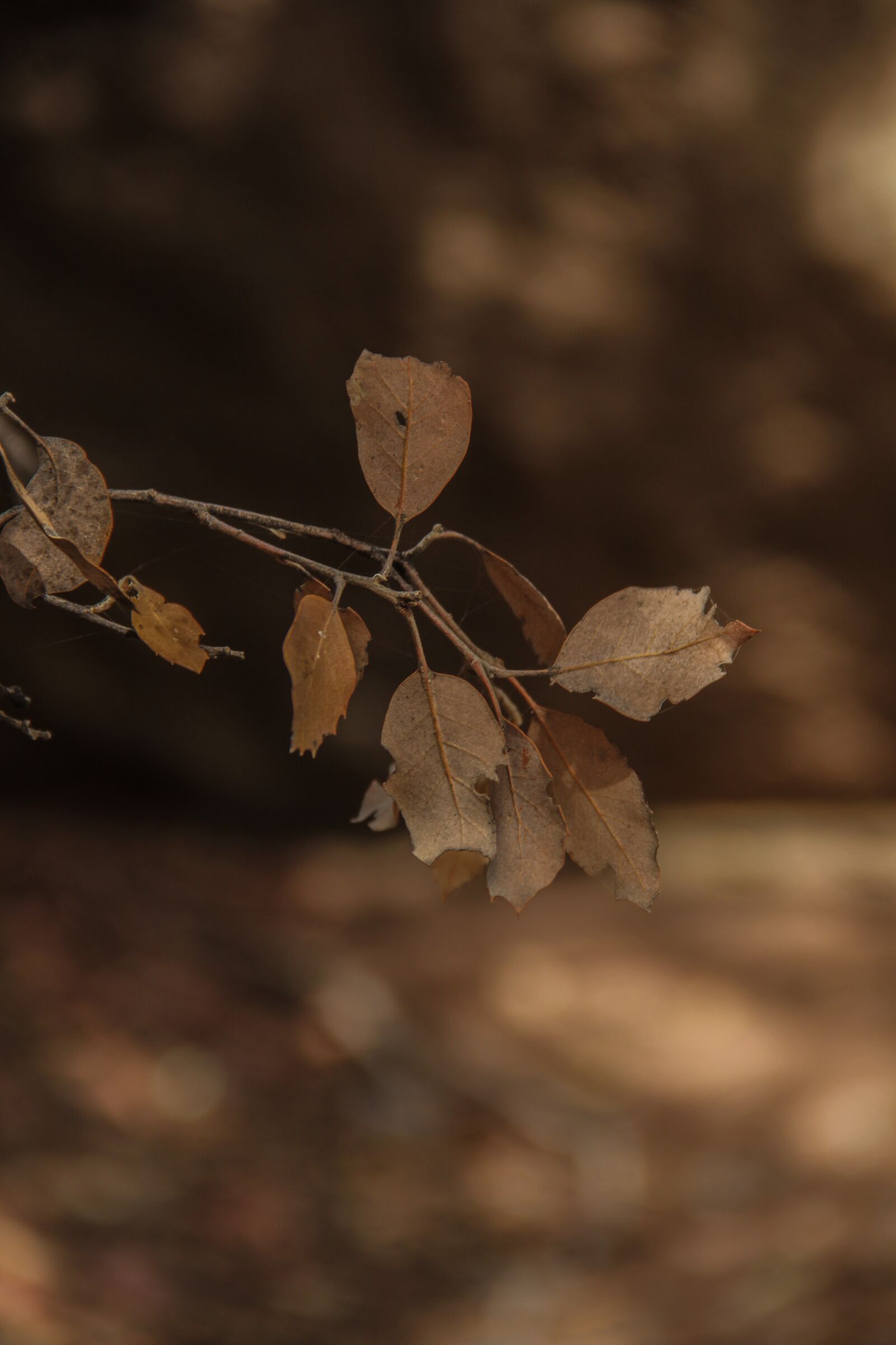 Canon EOS 60D sample photo. The autumn, dry, forest photography