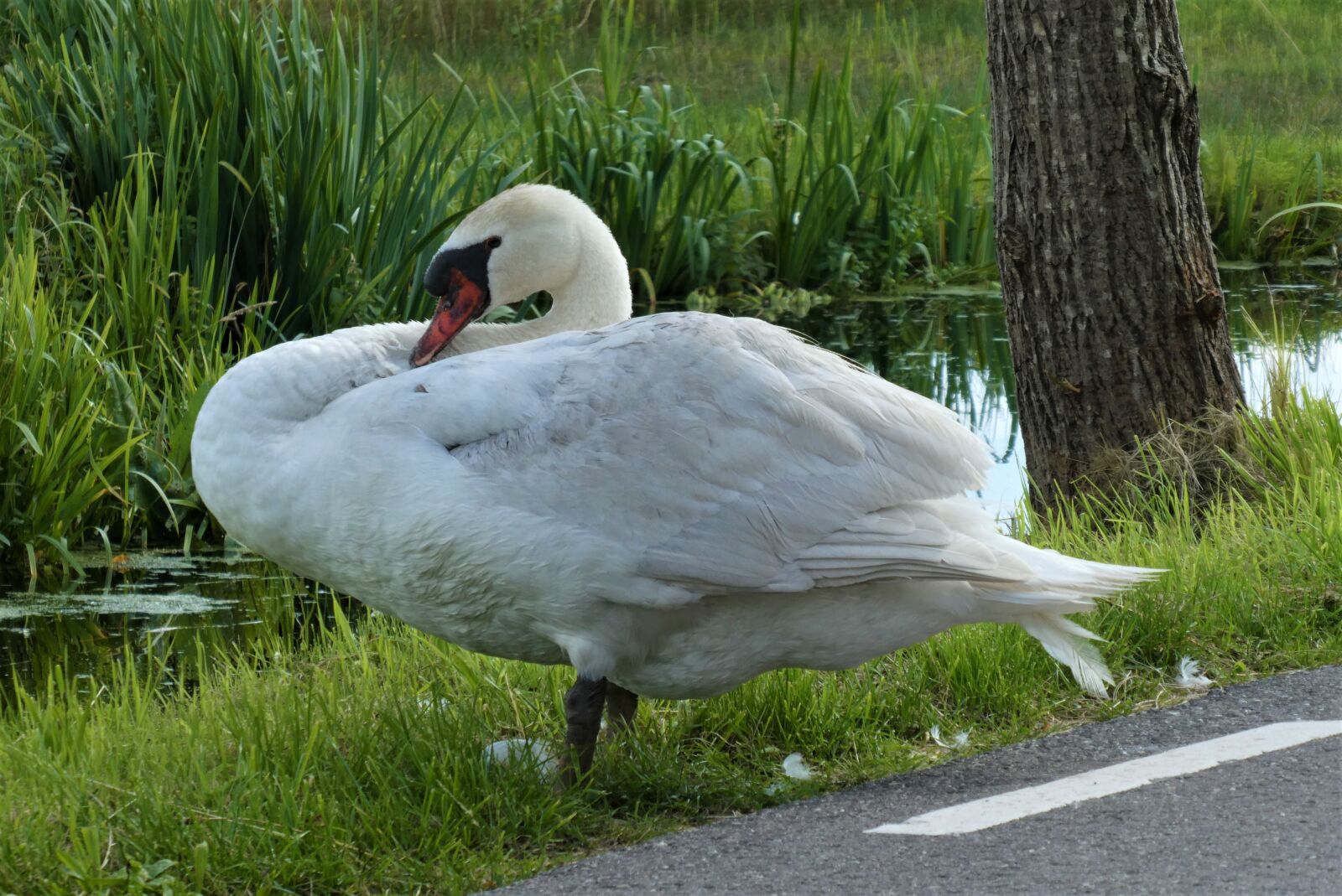 Panasonic Lumix DC-ZS70 (Lumix DC-TZ90) sample photo. Swan, waterfowl, pasture photography