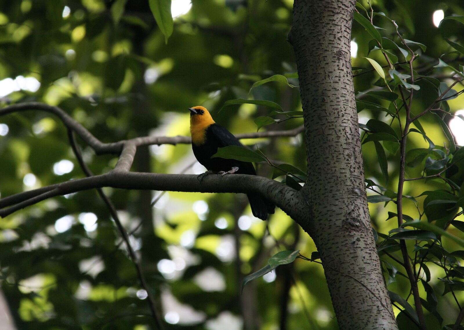Canon EOS 1000D (EOS Digital Rebel XS / EOS Kiss F) sample photo. Yellow-headed back bird, wild photography