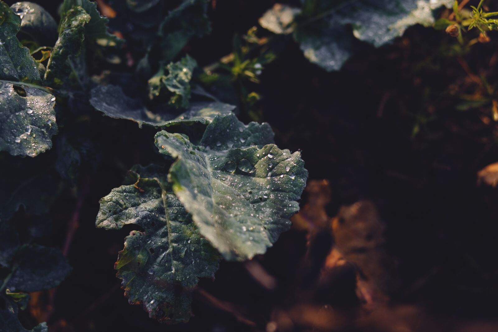 Canon EF 85mm F1.8 USM sample photo. Nature, dew, droplet photography