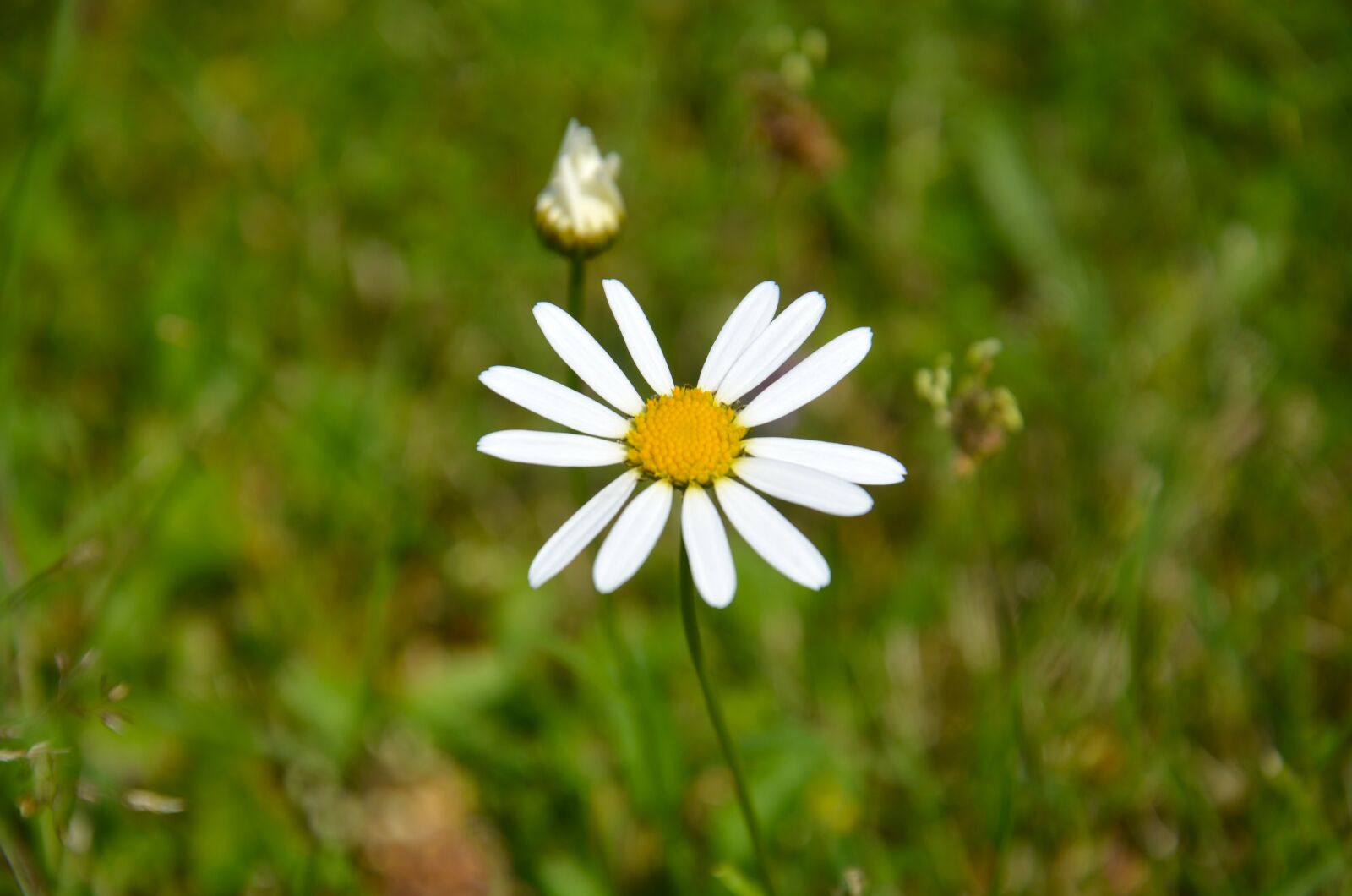Nikon D5100 sample photo. Flower, daisy, meadow photography