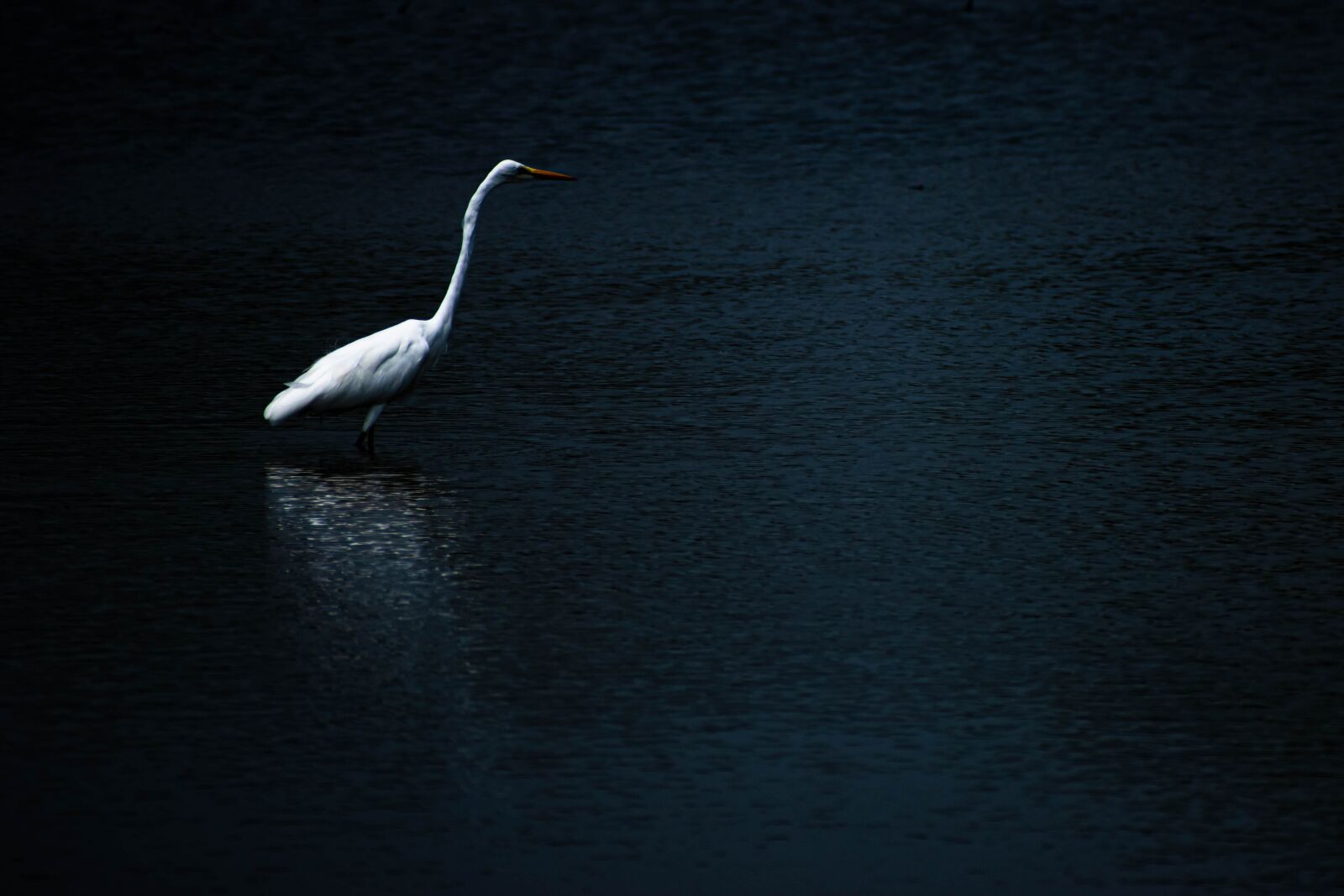 Nikon D5600 sample photo. Bird, lake, water photography