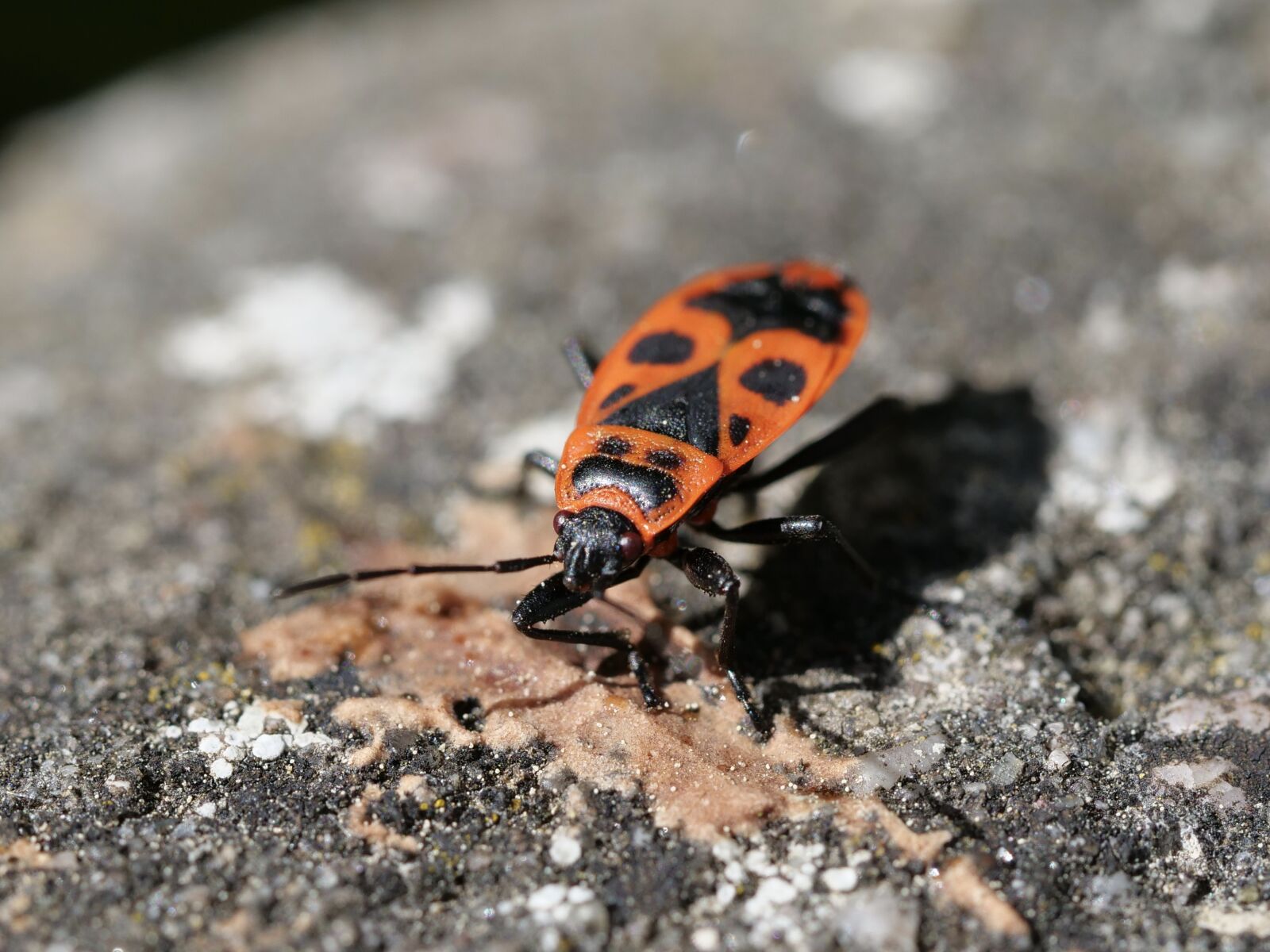 Panasonic Lumix DC-G9 sample photo. Insect, beetle, bug photography