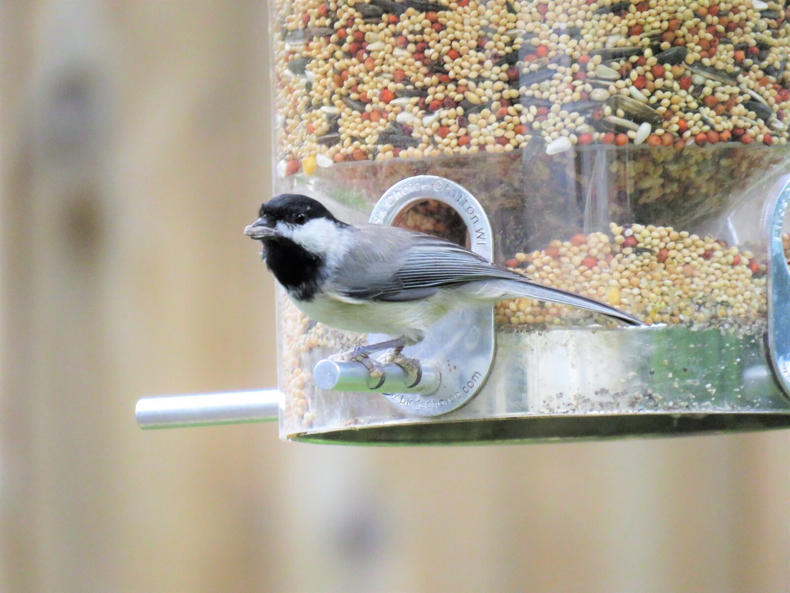 Canon PowerShot SX60 HS sample photo. Bird, black and gray photography