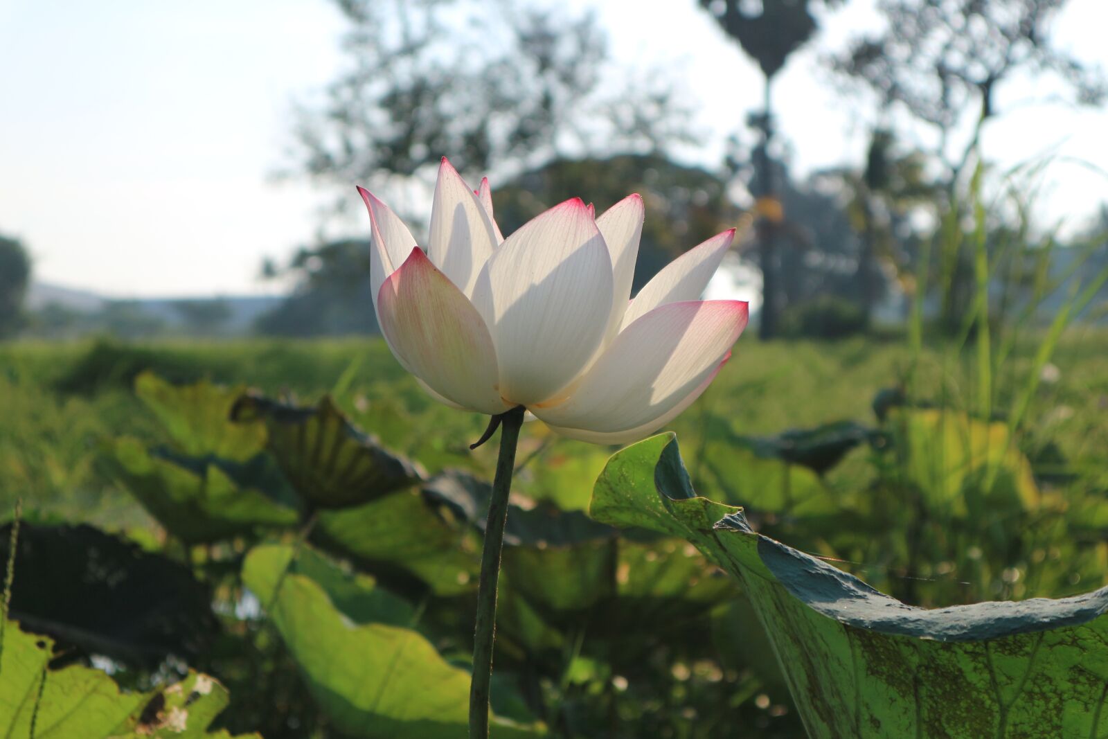 Canon EOS M10 sample photo. Flowers, lotus, lotus colors photography