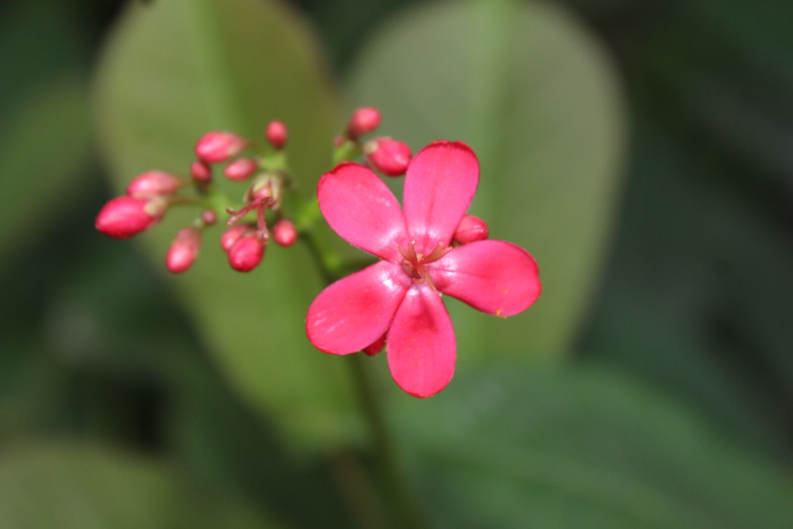 Canon EOS 700D (EOS Rebel T5i / EOS Kiss X7i) sample photo. Blossoms, flower, pink photography