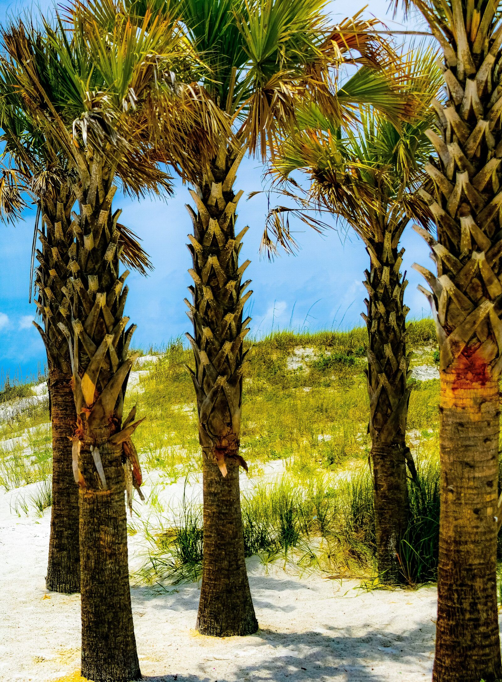 Nikon D850 sample photo. Tree, beach, clearwater beach photography
