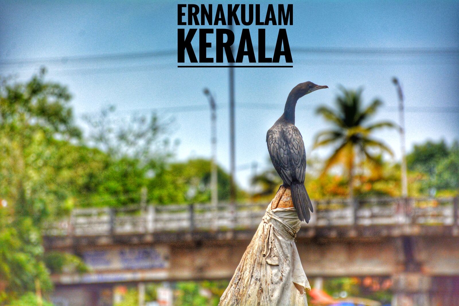 Nikon D7100 sample photo. Backwaters, bird, birdlovers, holidays photography