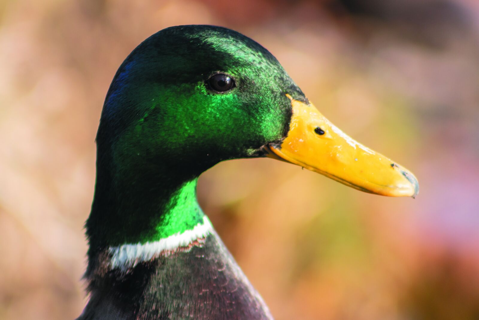 Canon EF75-300mm f/4-5.6 sample photo. Mallard duck, teal, wild photography
