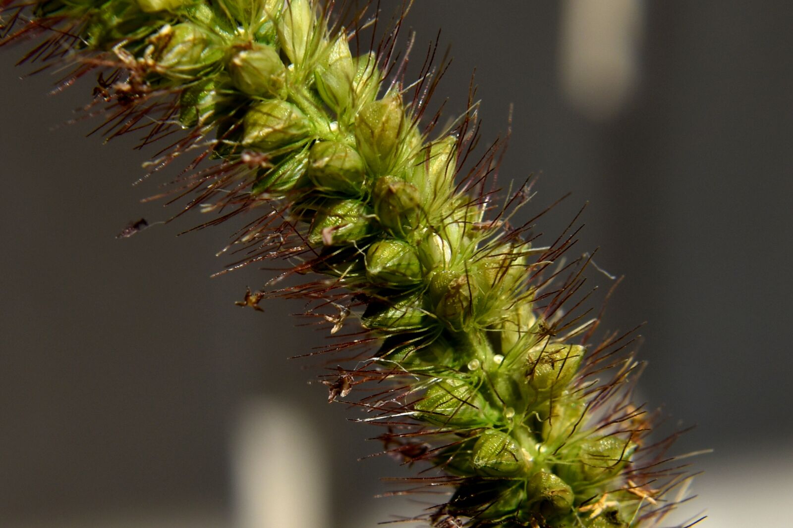 Nikon D3500 sample photo. Grass, green, flora photography