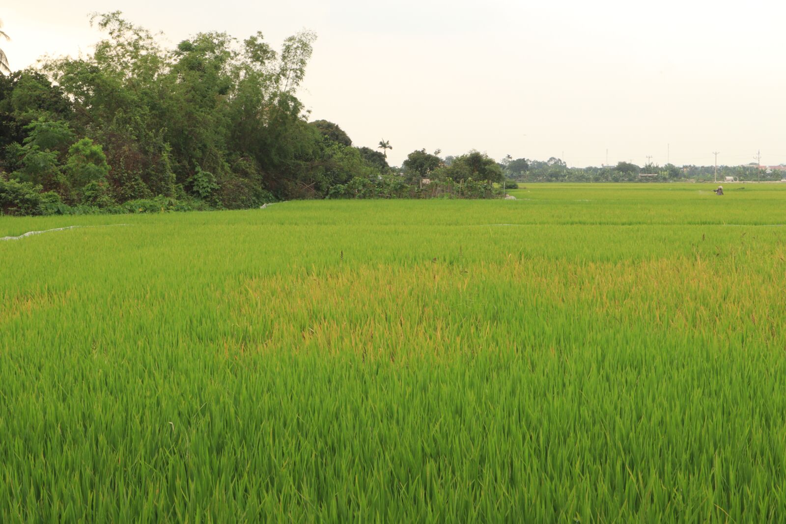 Canon EOS M50 (EOS Kiss M) sample photo. Field, silk, paddy field photography