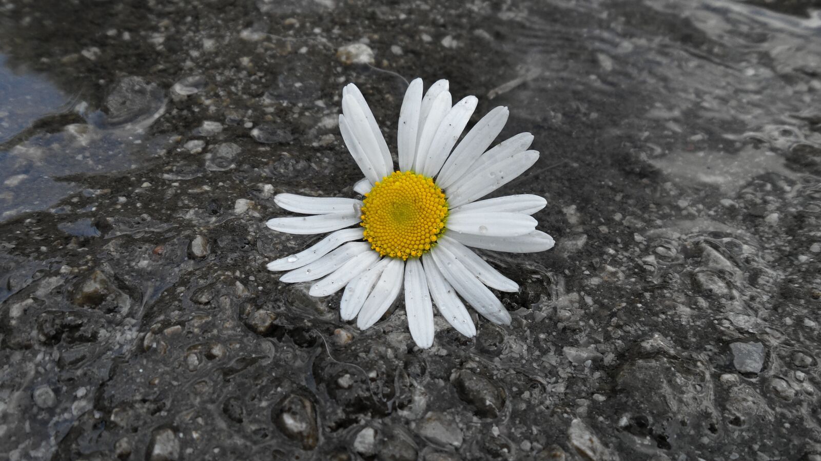 Samsung Galaxy S4 Zoom sample photo. Daisy, flower, bila photography