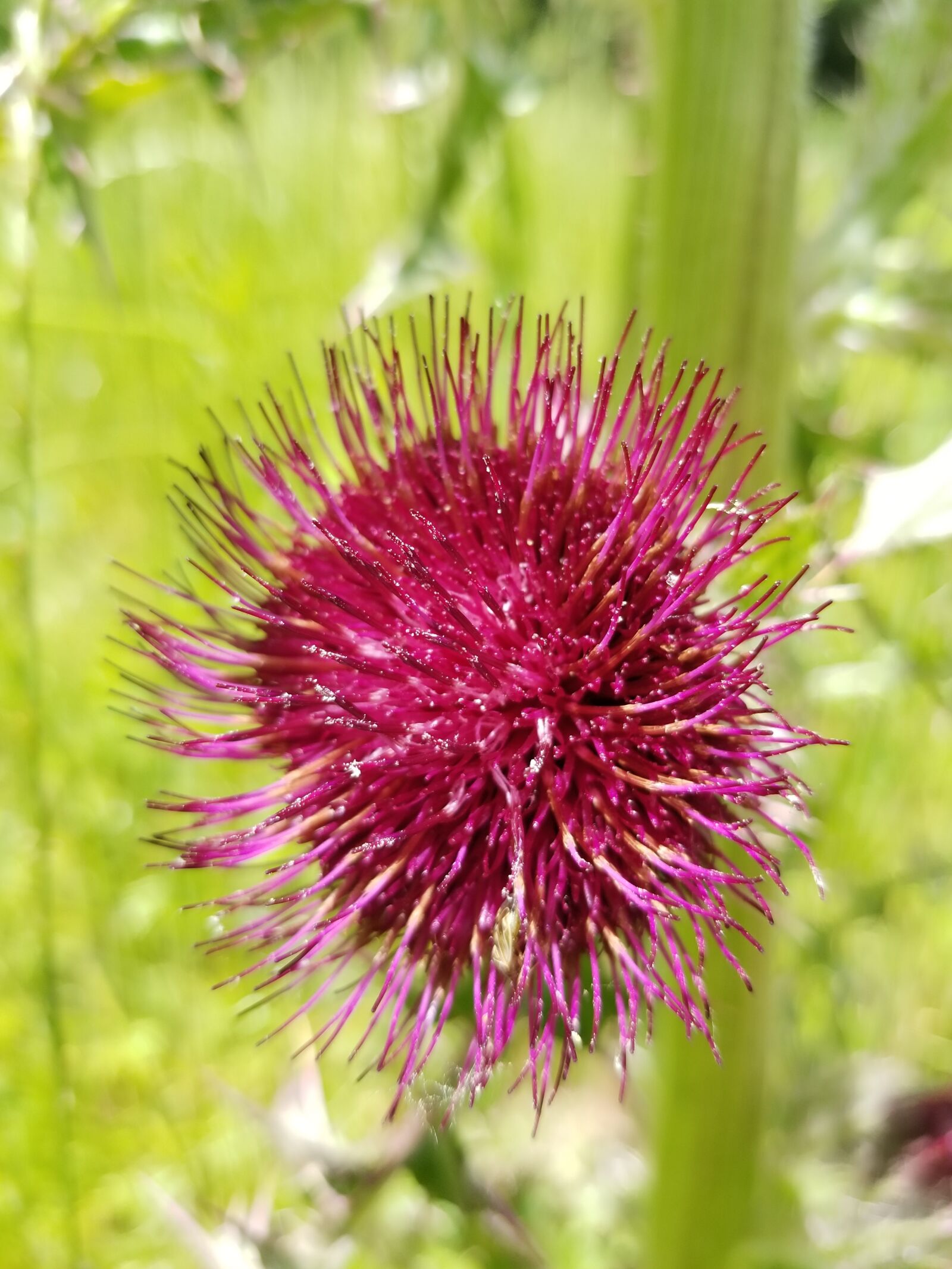 Samsung Galaxy S8+ sample photo. Briar, weed, nature photography